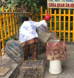 Sparrow vendors, Tay Ninh temple