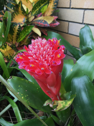Bromeliad in bloom