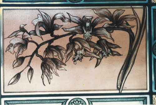 Cymbidiums